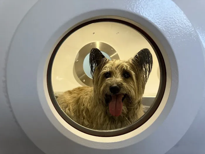 Lexington Veterinary Rehabilitation 3