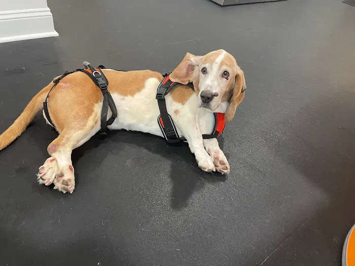 Lexington Veterinary Rehabilitation 1