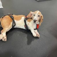 Lexington Veterinary Rehabilitation ico