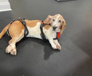 Lexington Veterinary Rehabilitation