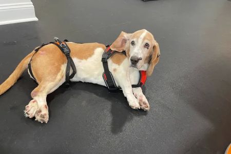 Lexington Veterinary Rehabilitation