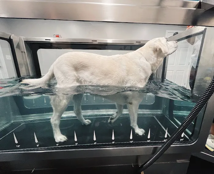 Lexington Veterinary Rehabilitation 10