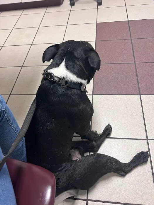 MedVet Lexington 12