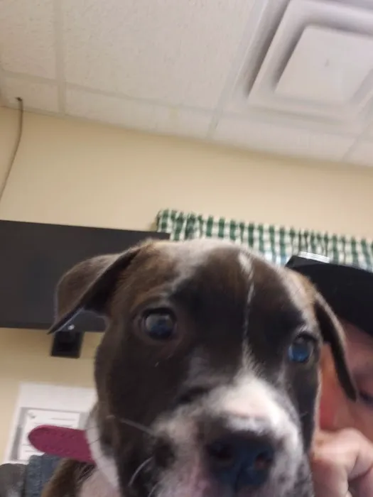 Fleming County Animal Hospital 9