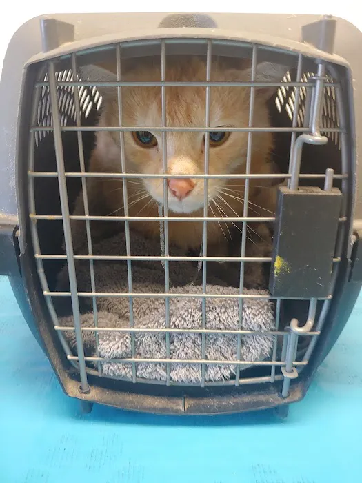 Fleming County Animal Hospital 3
