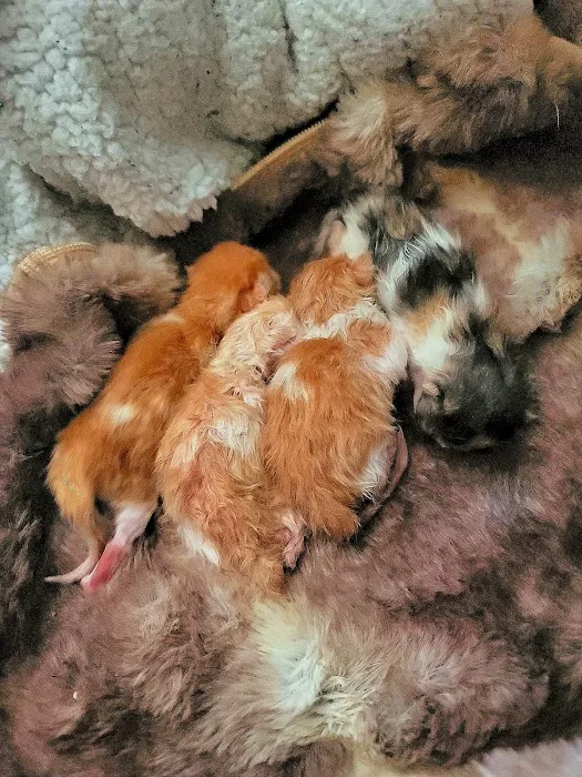 Fleming County Animal Hospital 10