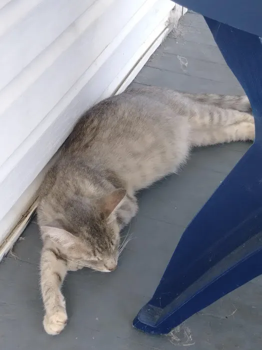 Court Street Animal Hospital 4