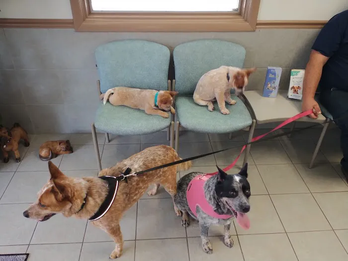 Court Street Animal Hospital 10