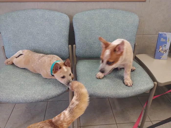 Court Street Animal Hospital 5