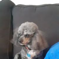 Vanzant Robert G DVM ico