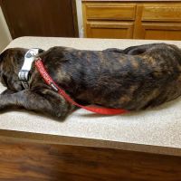 Fayette Veterinary Hospital ico