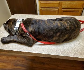 Fayette Veterinary Hospital