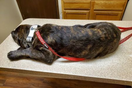 Fayette Veterinary Hospital