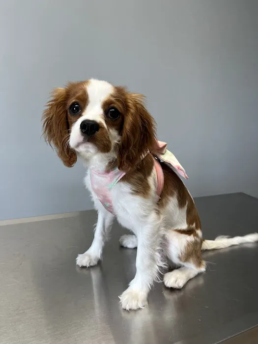 North Fork Animal Clinic 2