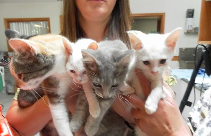 North Fork Animal Clinic 4