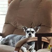 Uhrig Veterinary Services ico