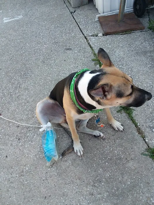 Animal Emergency Clinic 9