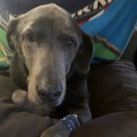 Highland Pet Hospital ico