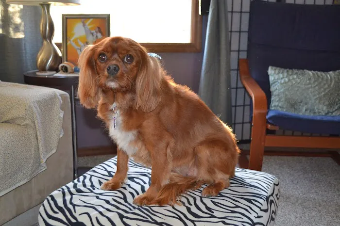 Highland Pet Hospital 7