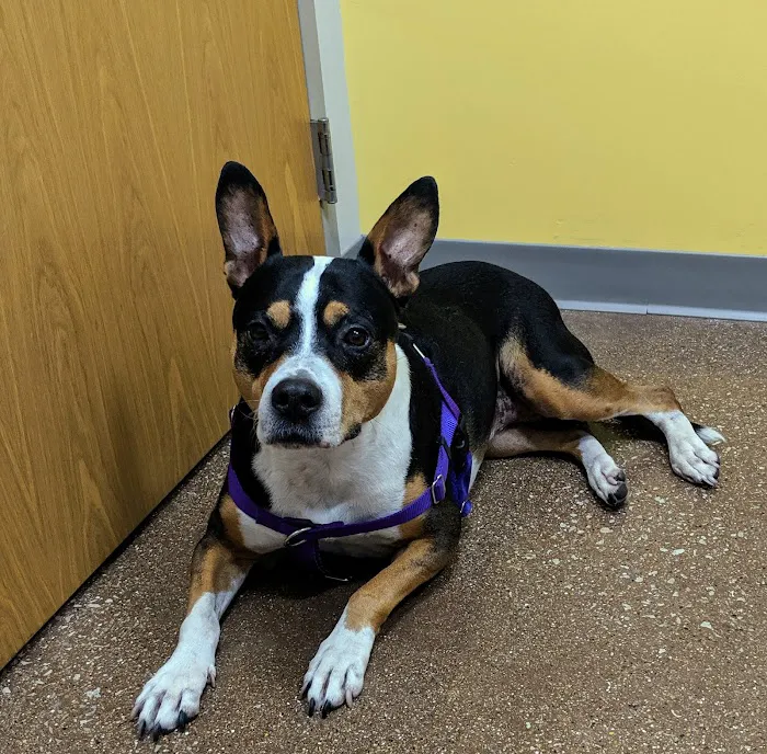 Highland Pet Hospital 9