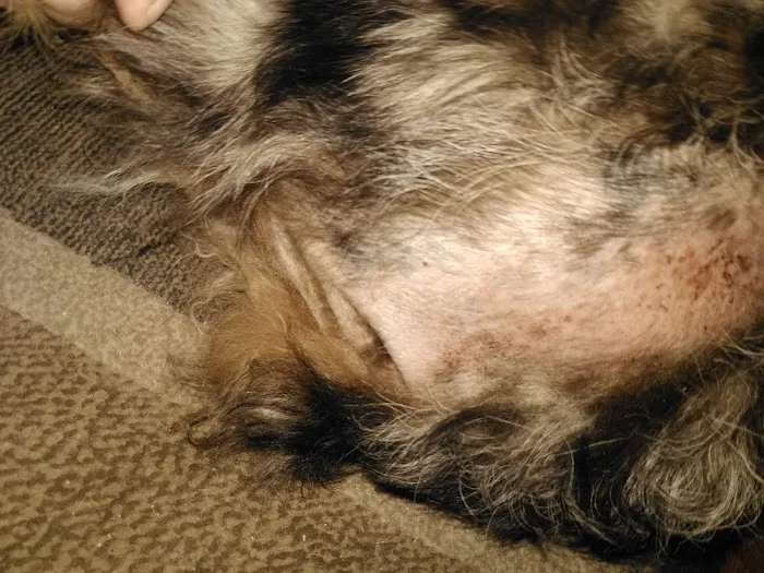 Highland Pet Hospital 5