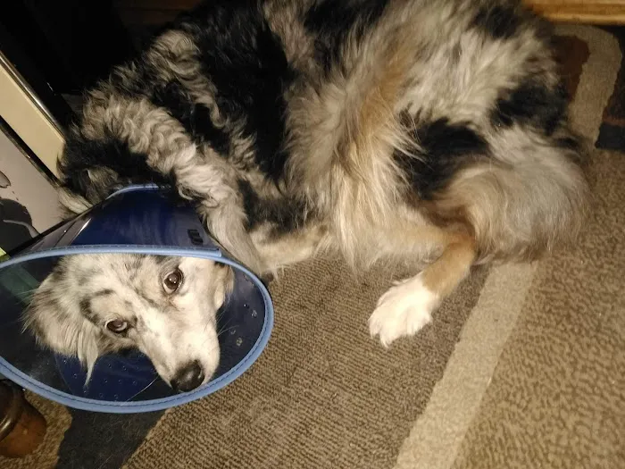 Highland Pet Hospital 4