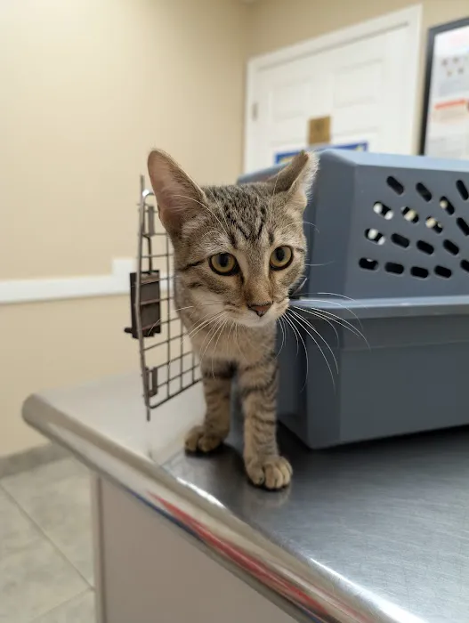 Associated Veterinary Clinic 2