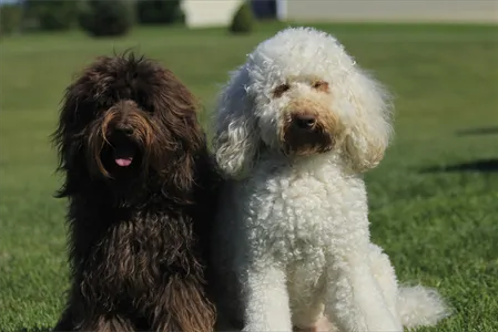 4 Paws Animal Clinic 10