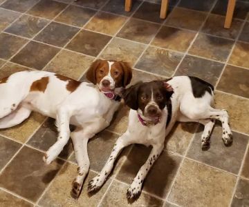 4 Paws Animal Clinic
