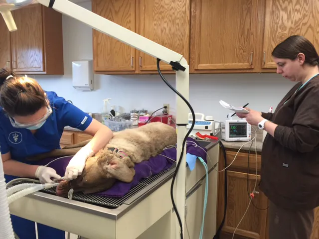 Washington Veterinary Medical Clinic 3
