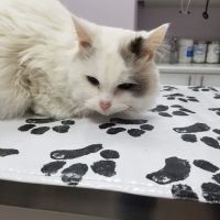 Tender Care Animal Hospital ico