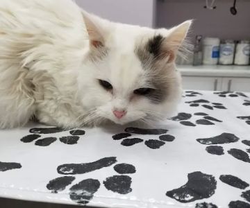 Tender Care Animal Hospital