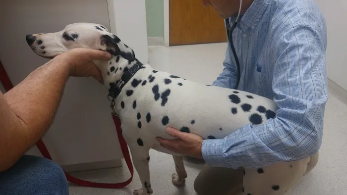 Tender Care Animal Hospital 10