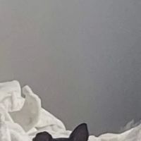 Morton Animal Hospital ico