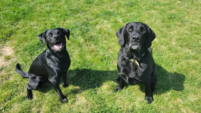 Morton Animal Hospital 4