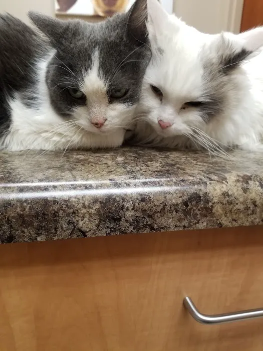 Heartland Veterinary Clinic 4