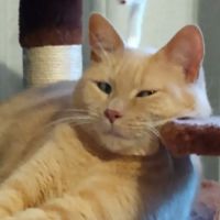 Richland Veterinary Services ico