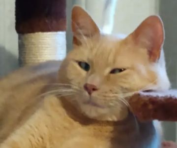 Richland Veterinary Services