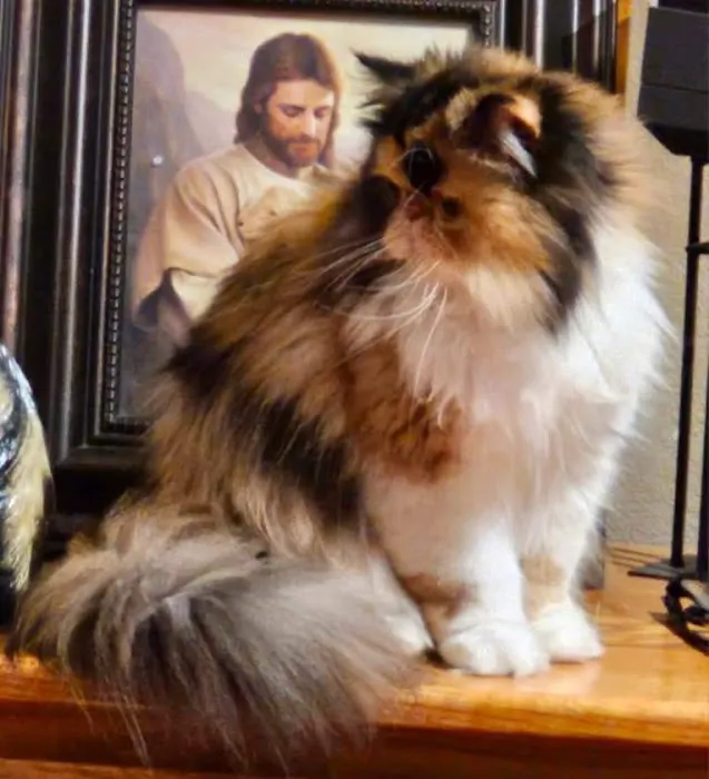 Cindy's Persians 12
