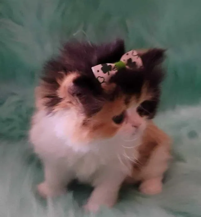 Cindy's Persians 12