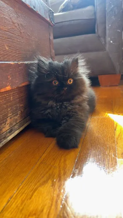 Cindy's Persians 12