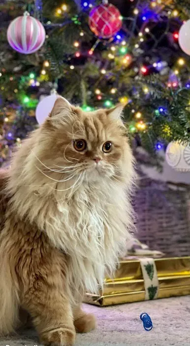Cindy's Persians 12