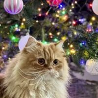 Cindy's Persians ico