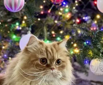 Cindy's Persians