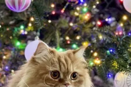 Cindy's Persians