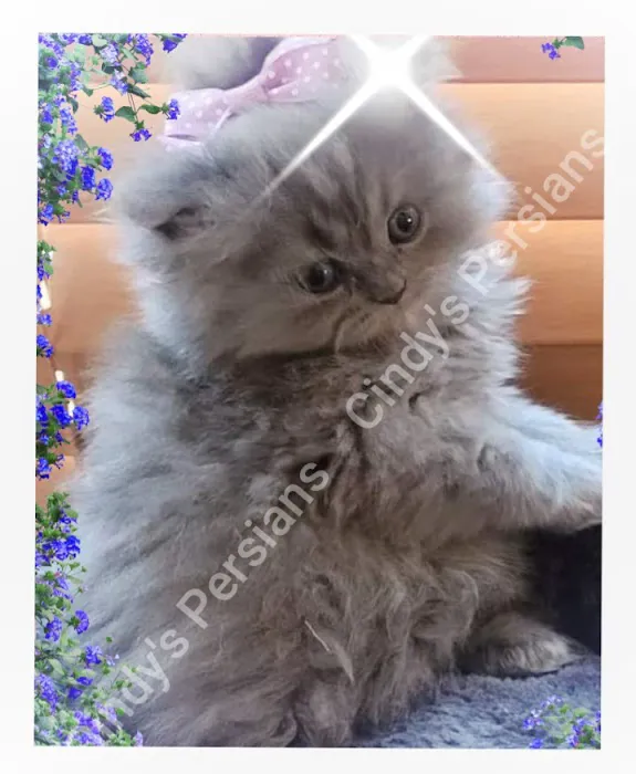 Cindy's Persians 12