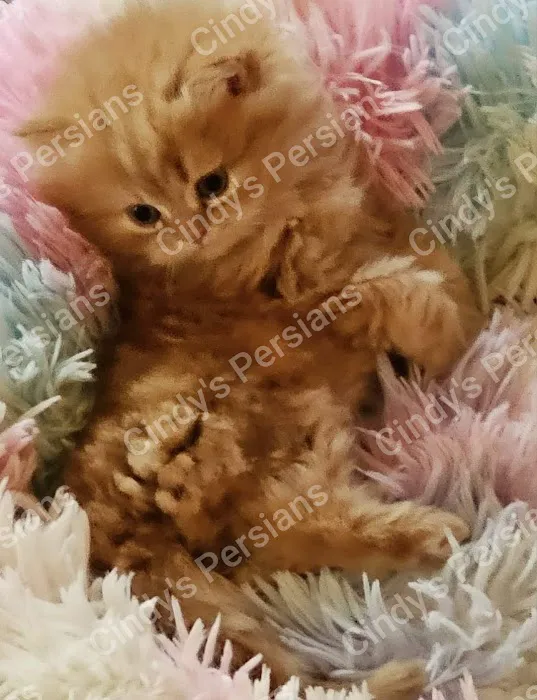 Cindy's Persians 12