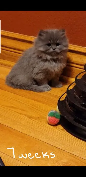 Cindy's Persians 12