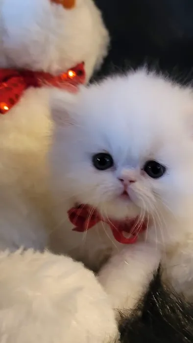 Cindy's Persians 12