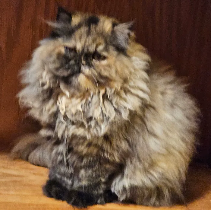 Cindy's Persians 12